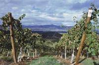 Colchagua
